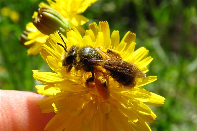 Bee for ID:   Andrena sp.,  femmina